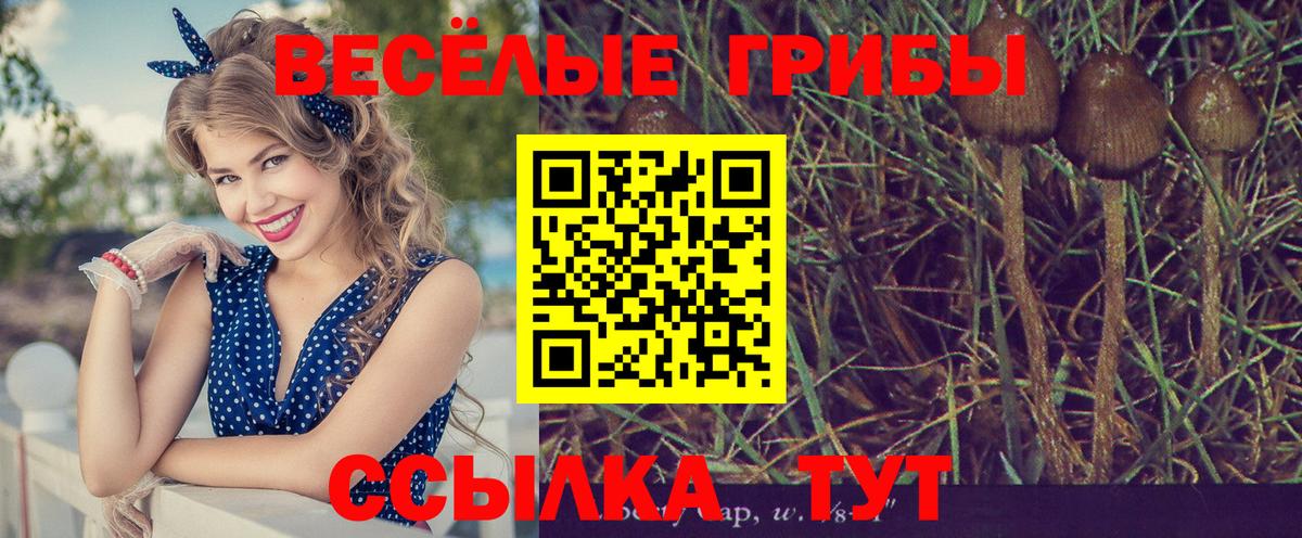 Тула  Галлюциногенные грибы Cubensis  Вход с VPN 